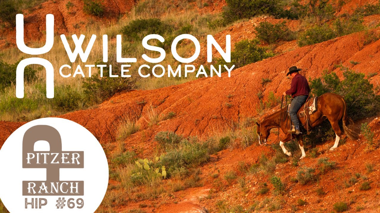 #69 Pete - Wilson Cattle Co x Pitzer Fall Horse Sale