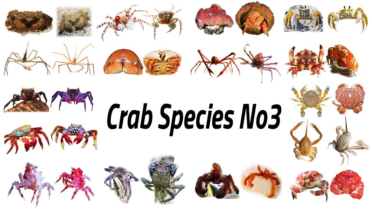 Crustacean Species / Fun List of Crab Species Vol.3 / Leo & Lia Story TV