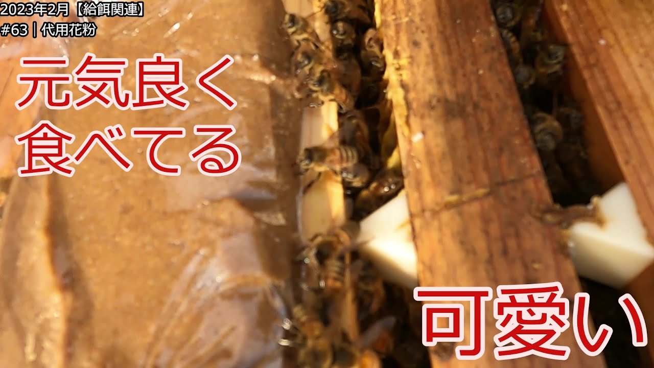 No63【給餌関連】代用花粉で育成を加速