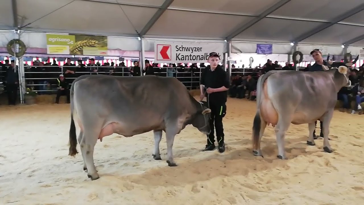 Eliteschau Schwyz 2023