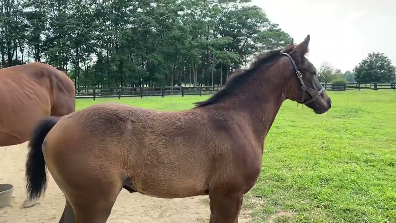 Odelay, Luna&rsquo;s 2021 filly 1 month old