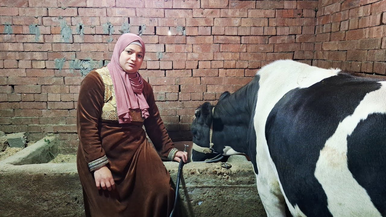 روتين قبل المغرب بساعة للمواشى والطيور 🐂🦢 إلى نبات فيه نصبح عليه☝️ الله المستعان