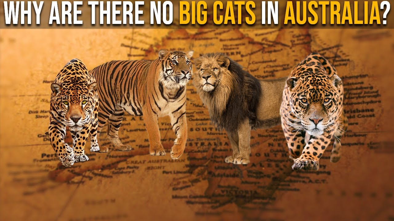 Why Are There No Big Cats in Australia?