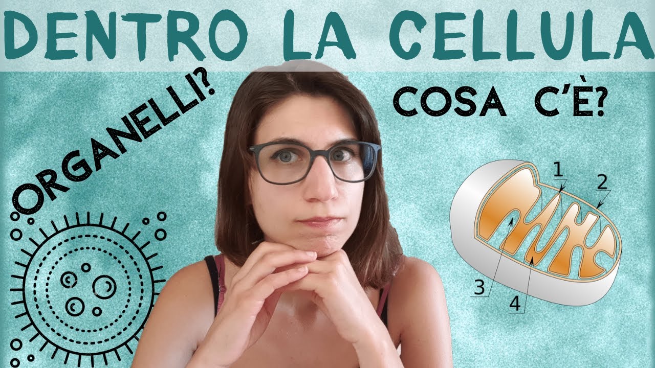 L'INTERNO della CELLULA: organelli e altre meraviglie