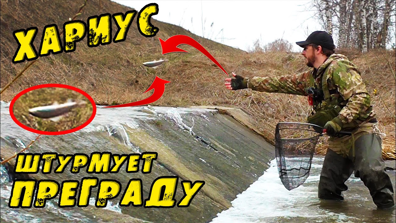 ХАРИУСЫ ИДУТ НА НЕРЕСТ Вижу ТАКОЕ Впервые! Ловлю САЧКОМ рыбу и отпускаю! Рыбалка на Хариуса в Мае!