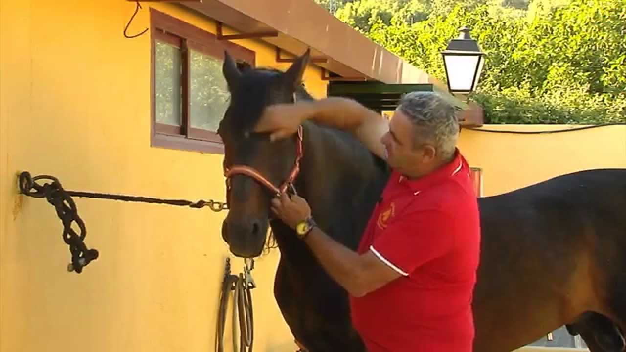 Las partes de un caballo