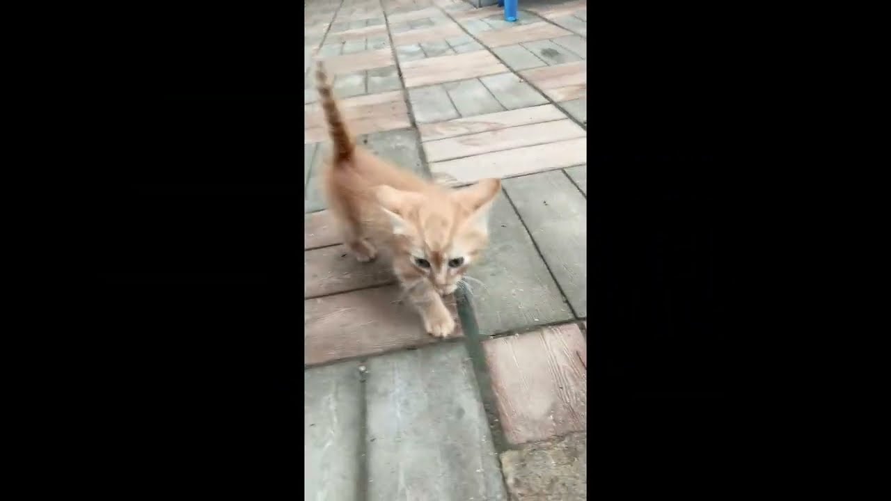 КОТЕНОК:, Я завёл себе котенка.