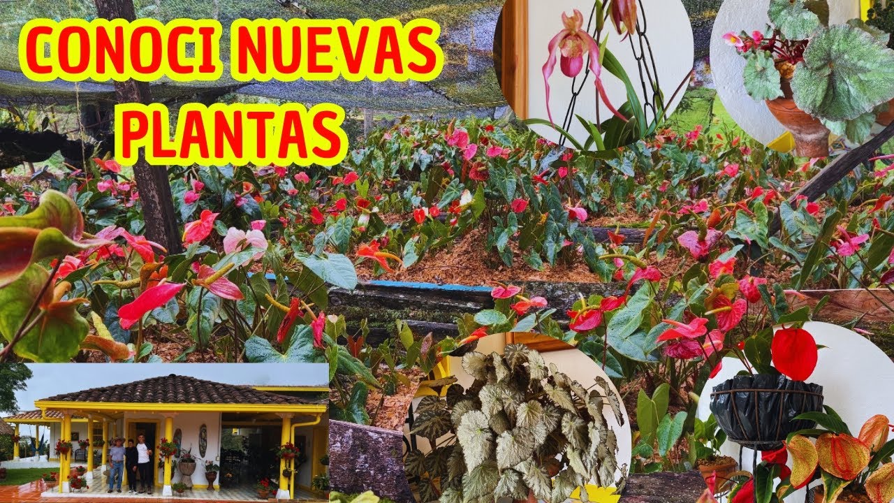 Creí haber visto TODAS las PLANTAS, hasta que conocí esta HERMOSA casa JARDÍN |Aventura Paisajística