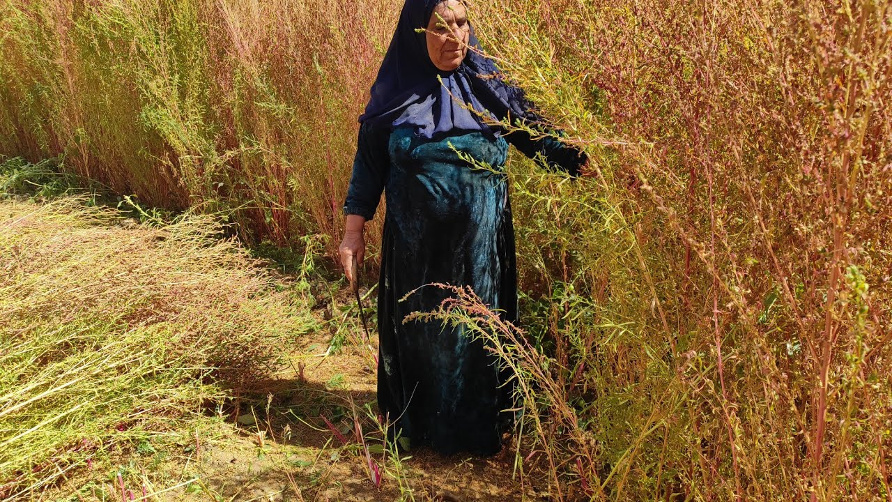 Title: Hardworking Grandmother Ziba | Struggles of an Orphan Family in the Mountains