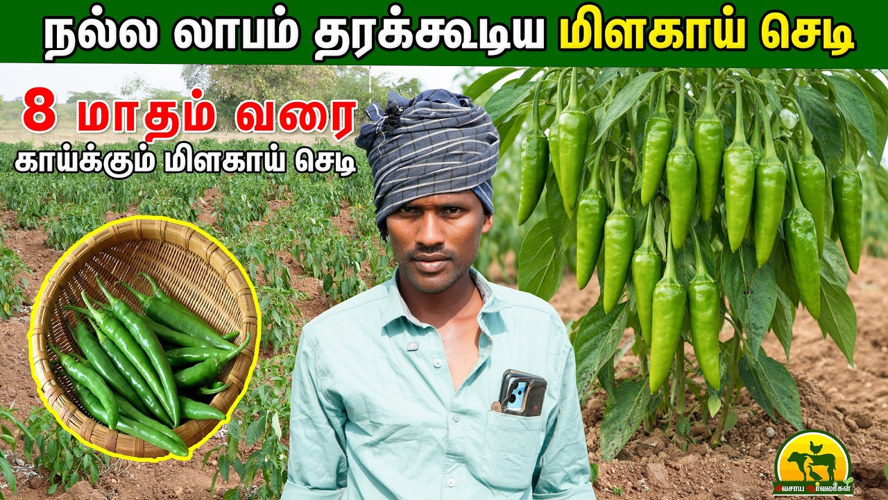 மிளகாய் சாகுபடியில் அதிக லாபம் பெற இதை Follow பண்ணுங்க @VivasayaArvalargal