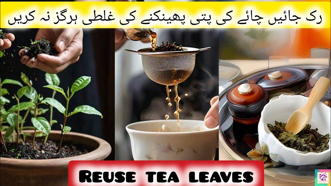 Chai ki Istemal Shuda Patti Kaise Istemal Karen| Tea Leaves Waste Hacks| Uses of leftover tea leaves