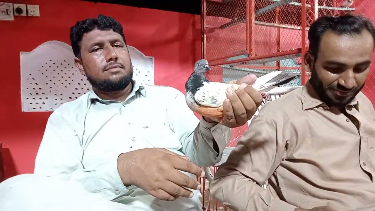 Ustad Amir lungry khail Ki chat ka Shok Part 2 Meri Jan Madi or 61 No kaboter ka shok