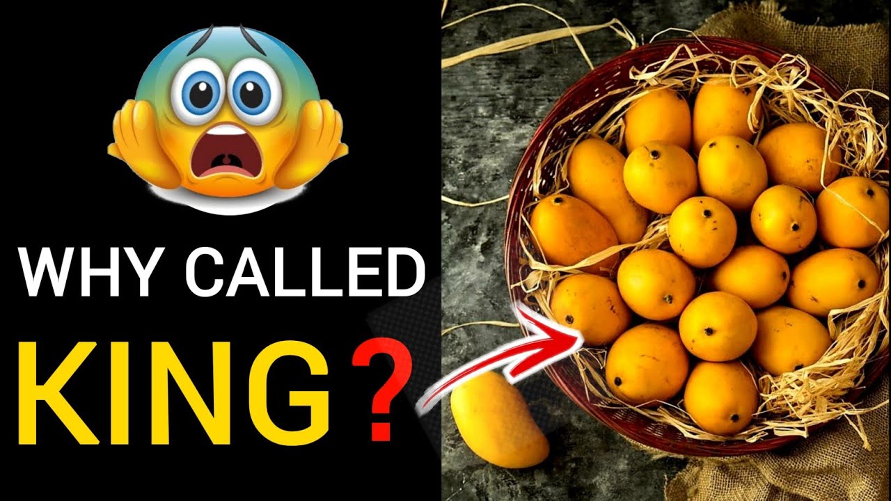 Why Mango Is Called King Of Fruits? | Mango | King Of Fruits | WHY?