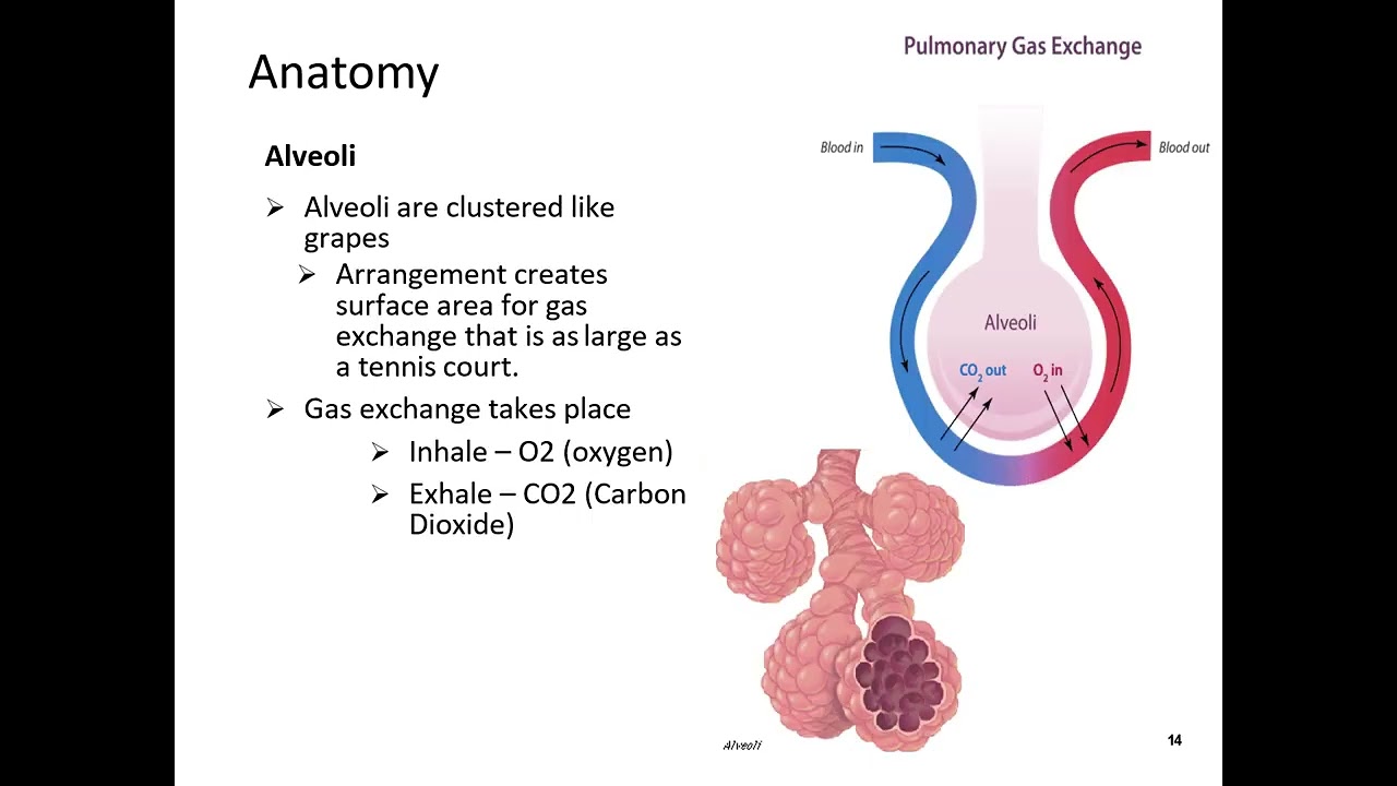 NUR103 Module F Respiratory Narrative