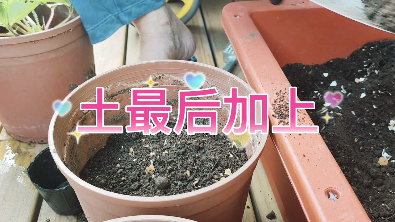 傅老師農耕講堂種草莓第一步