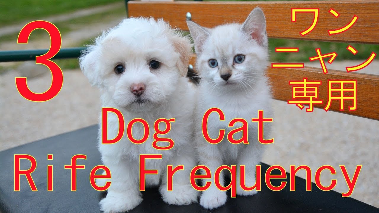 3 犬猫用総合メンテナンス ソルフェジオ周波数＋ライフ周波数 本物の奇跡が起きるミラクルサウンド スーパーエンジェルトーン 幸せをあなたと御家族に