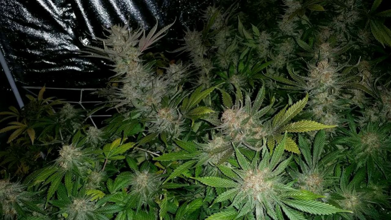 New420GuySeeds.com