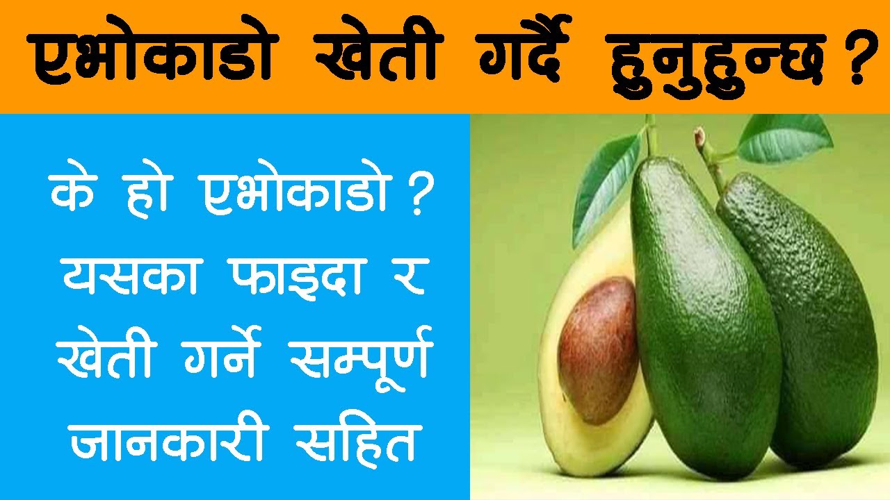 नेपालमा एभोकाडो खेती यसरि गर्नुहोस ||  Avocado Farming In Nepal || Krishi Sandesh