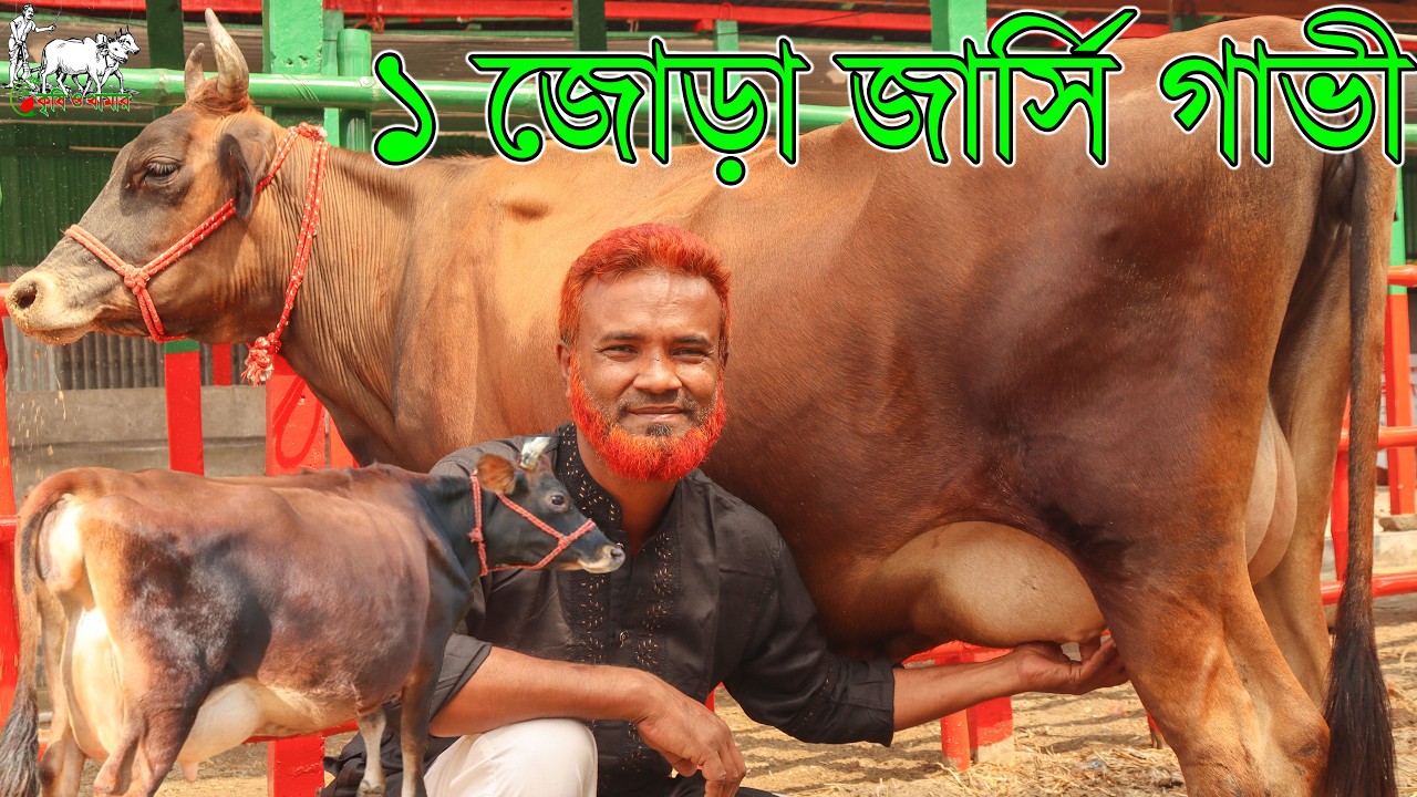 ডালিম ভাই মানেই সুইজারল্যান্ড ব্রীডের বাঘাবাড়ীর ১০০% জার্সি গাভীর মেলা! জাত মানে সেরা কোয়ালিটির গাভী