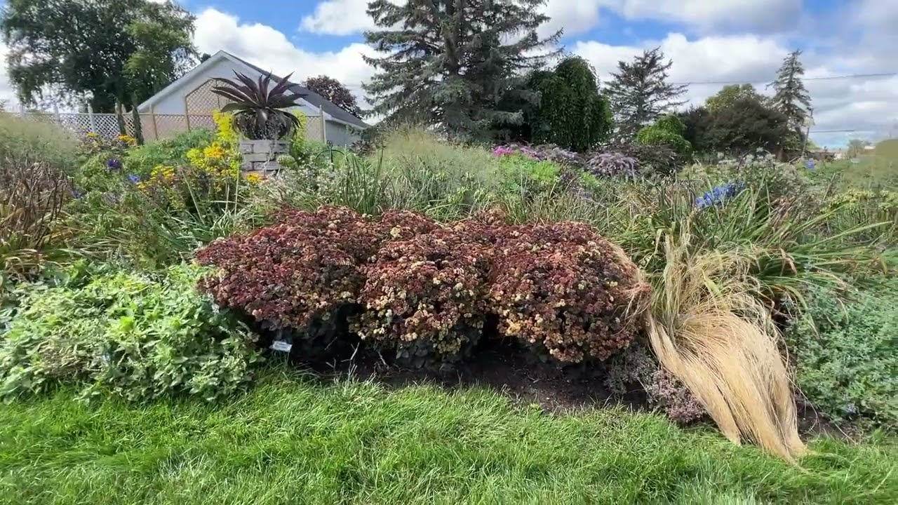 What are the Differences in Proven Winners Sedum Collection
