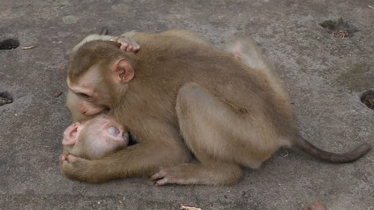 The Monkey's Life at Taproom temple, they're so happy independent life #monkey #babymonkey #monkeys