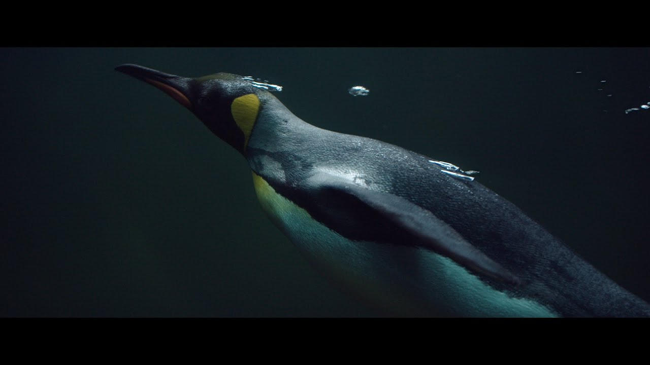 ZOO VIENNA - SIGMA 50-100 1.8 - BMPCC4K