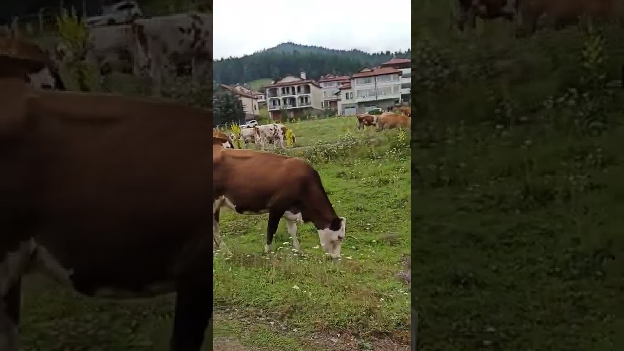 meşeler yaylası gezinti