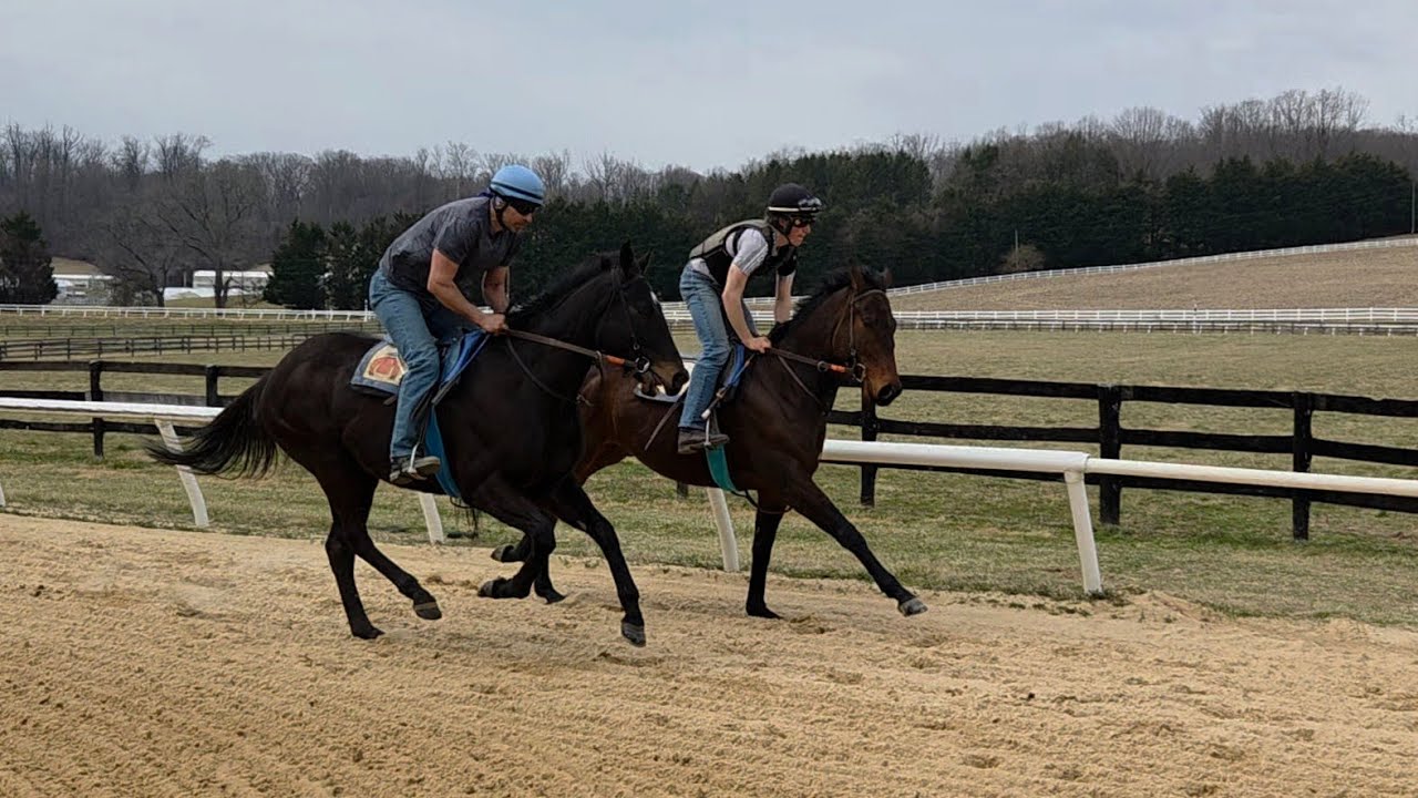 Palace Boss (rail) and Final Denile gallop on 3/11.