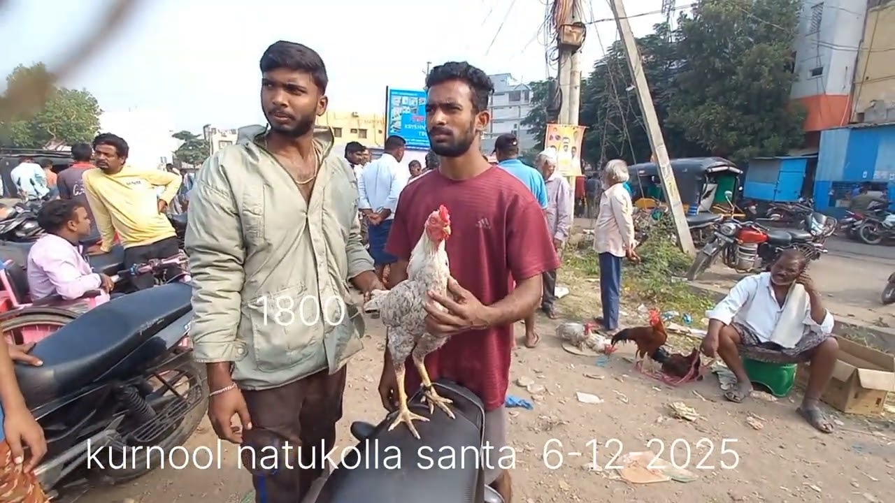 Kurnool natukolla santha # Kurnool hen market
