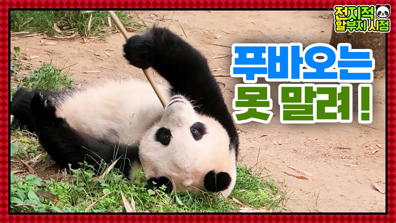 (SUB) B&eacute; Gấu Tr&uacute;c G&acirc;y Ra Vấn Đề Lớn!!!🐼 │ Panda World