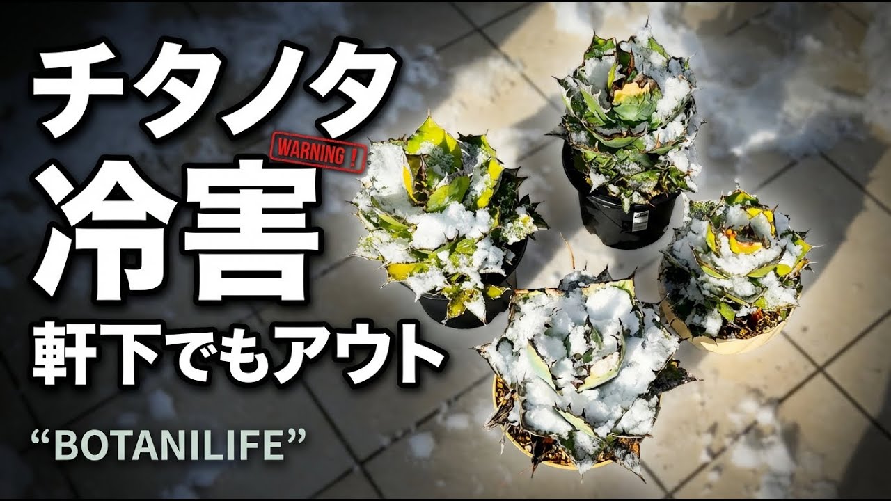 チタノタ 冷害｜軒下でもアウト…雪で起きた全記録