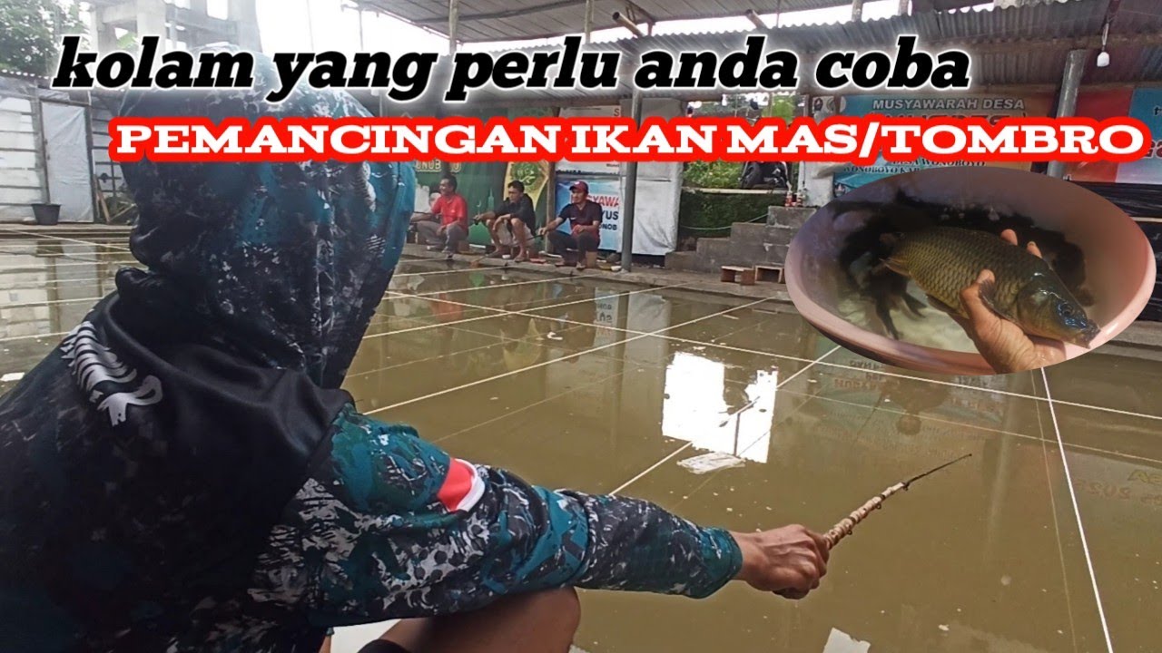 Pemancingan ikan mas/bader emang asik . kolam pancing sangat rekomendasi buat para pemancing kolam