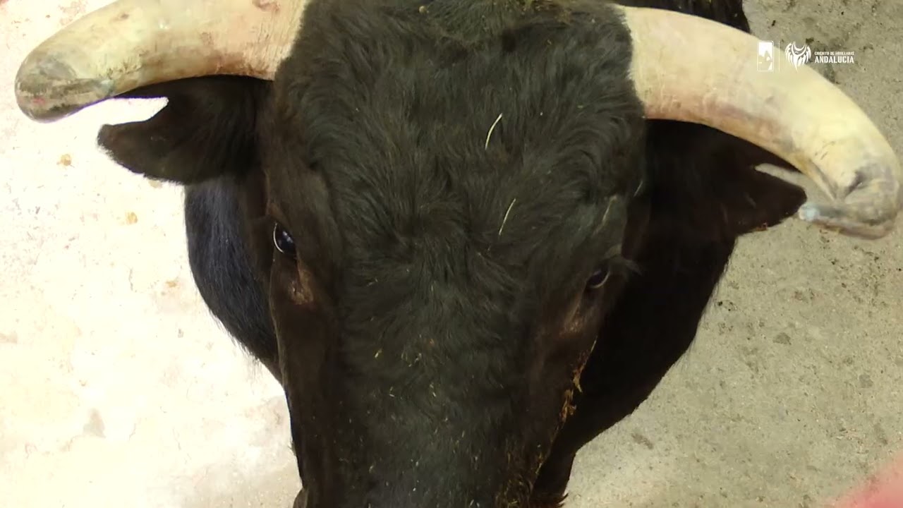 🐂 𝗗𝗘𝗦𝗘𝗠𝗕𝗔𝗥𝗤𝗨𝗘 | El desembarque de la novillada de Aguadulce para esta tarde en Cortes.