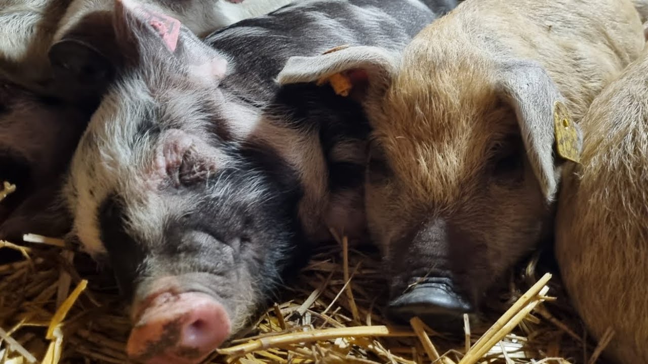 Keeping native pig breeds in free farrowing systems
