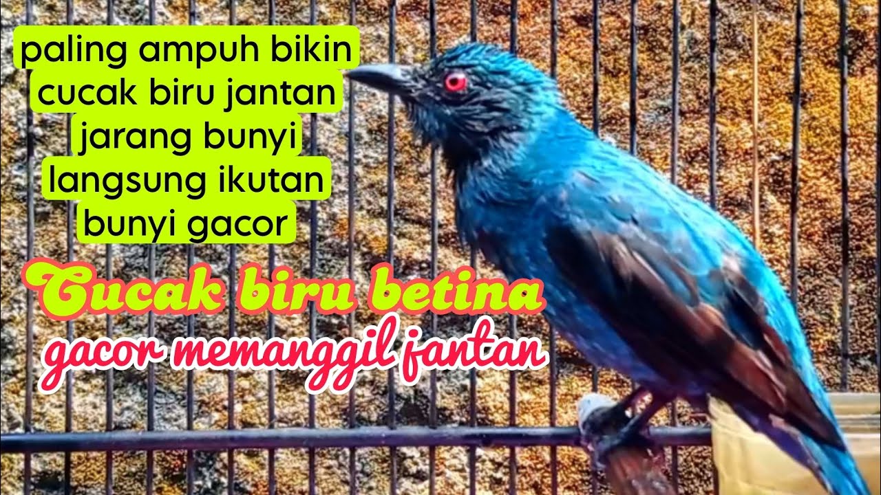 Cucak biru betina gacor memanggil jantan