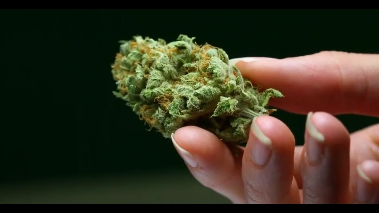 Cool Hunting Video: NW Cannabis Market