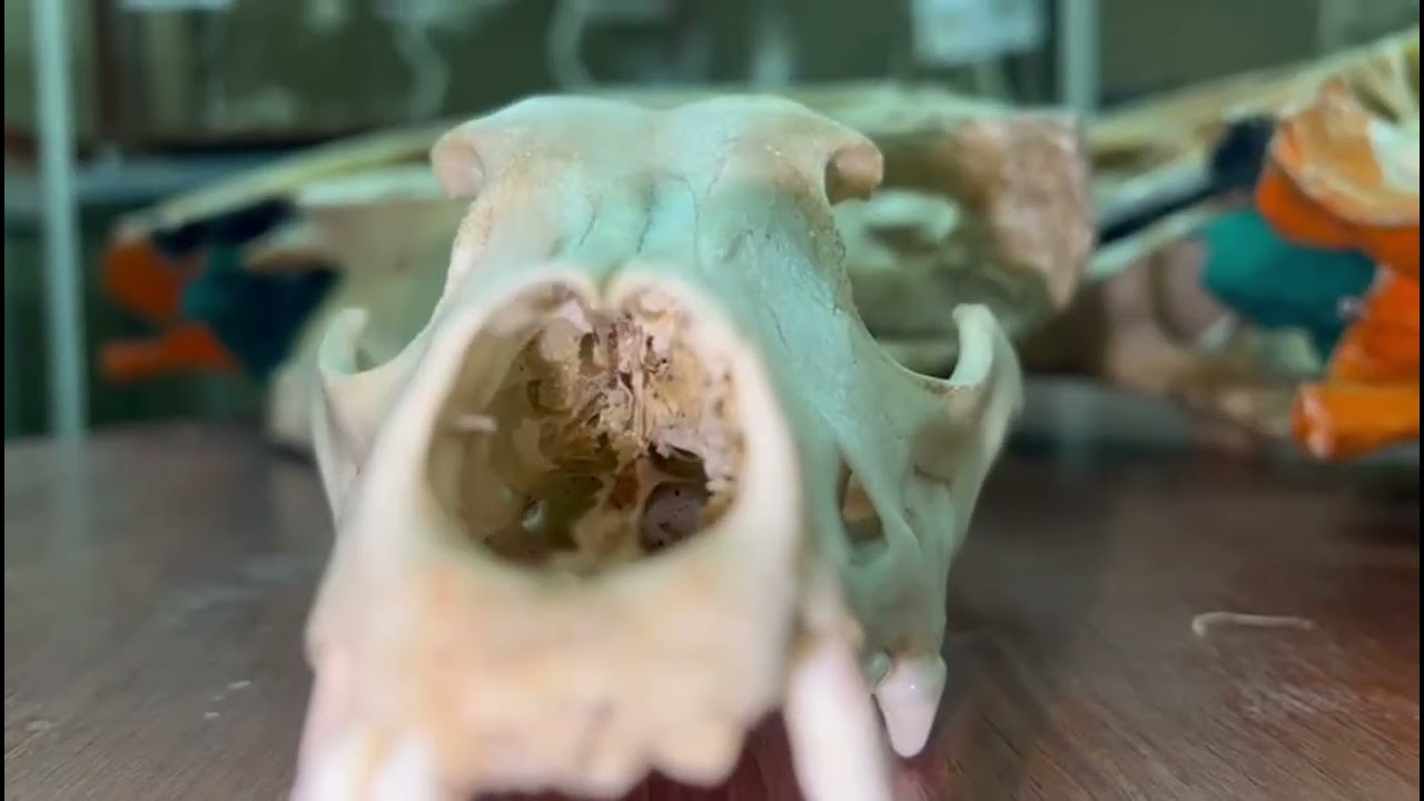 OSTEOLOGÍA: Esqueleto Axial | Anatomía Animal I