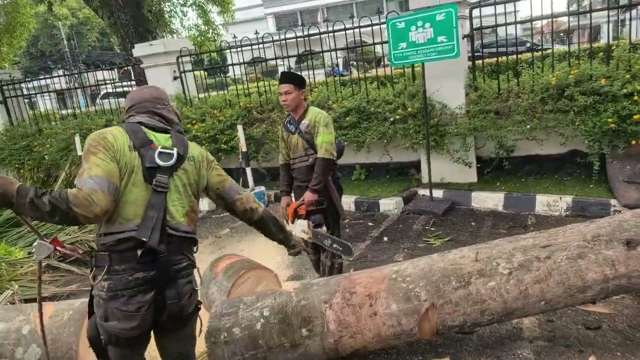 Penebangan Palem gaya coak coak