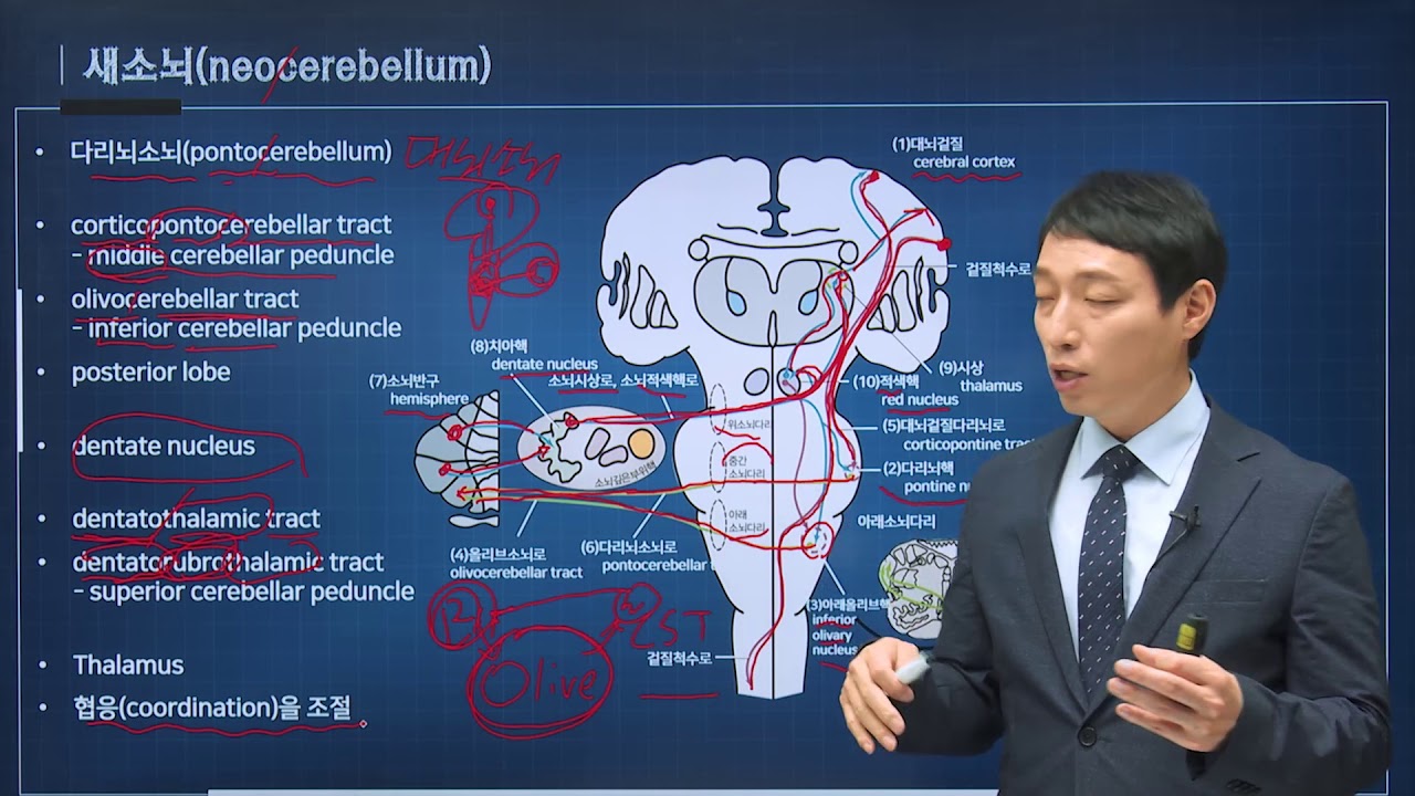 신경과학(신경해부학) 35강 소뇌의 연결 cerebellum