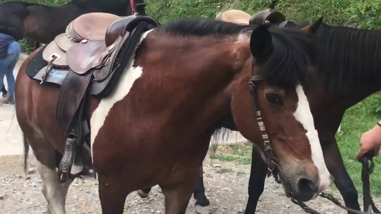 Prima lezione di equitazione al New Western Men Cesino