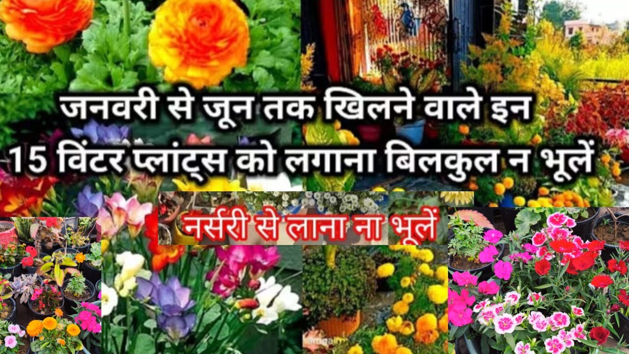 Best 15+ Flower PlantsBlooming from Jan-June with CareTips/Best fertilizers for Winter Flower plants