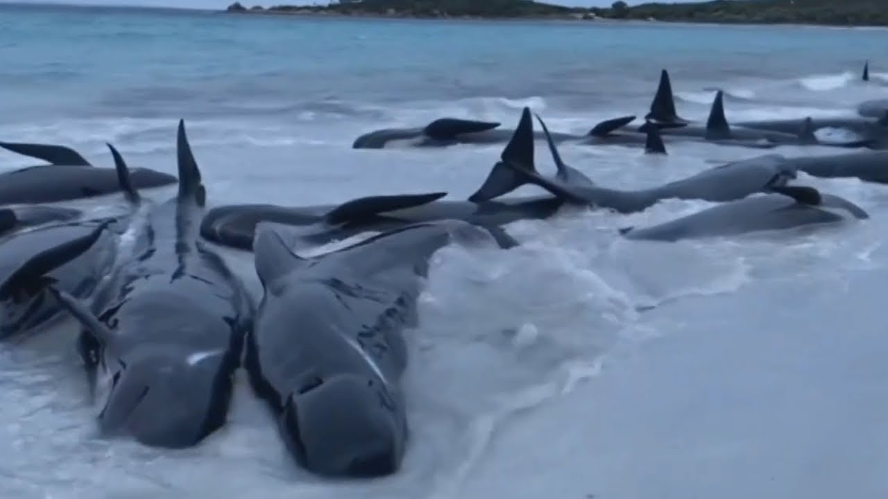 ‘Incredible sight’ of pilot whales stranded on WA beach