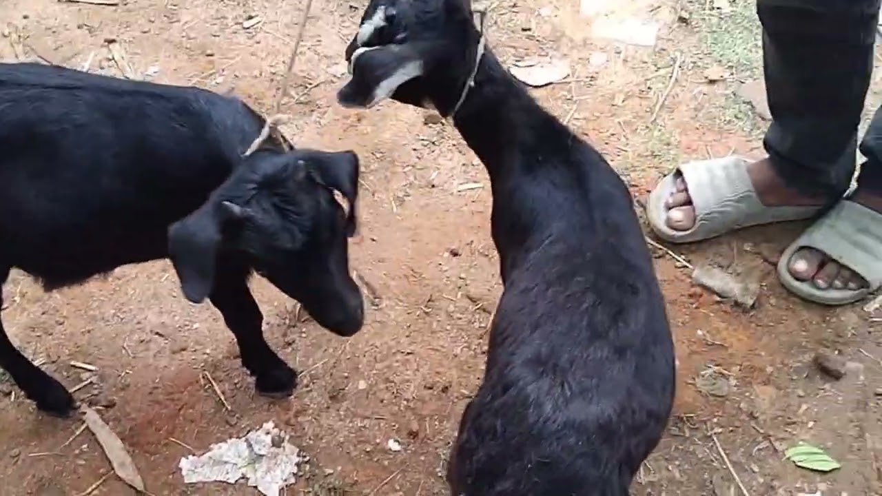 গরু ছাগলের  হাটবাজার।  Cow, Goat Market in  Bangladesh  