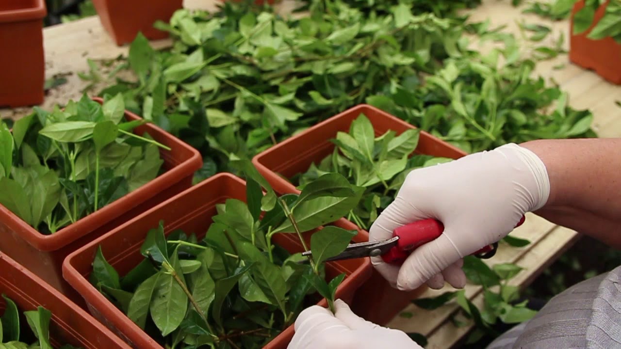 Gardenia Growers Group Visit
