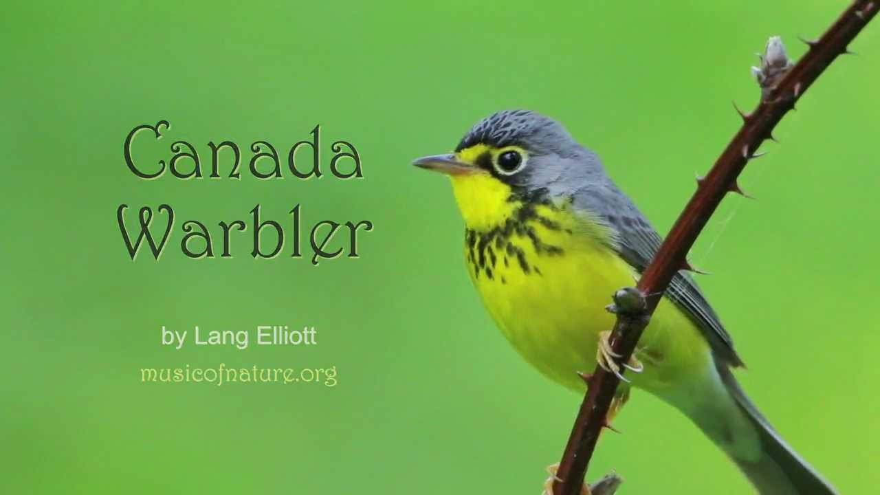 Canada Warbler