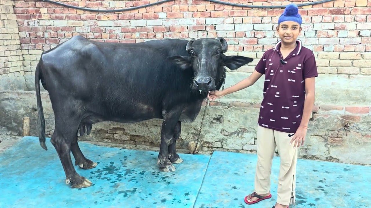 ਘਰੇਲੁ ਜ਼ਿਮੀਦਾਰ ਕੋਲ ਤਾਜ਼ੀ ਮੱਝ ਮਾਗਰ ਬੂਰੀ ਕੱਟੀ ☎️94172-35033