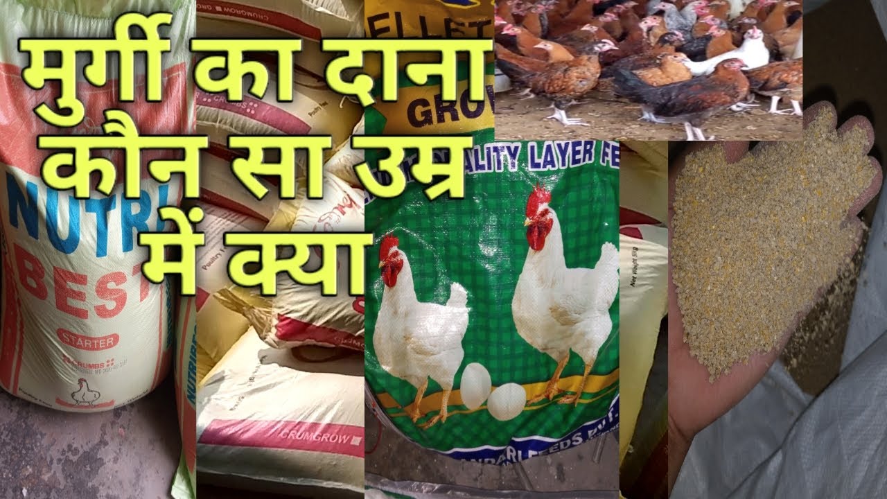 मुर्गी का दाना कब क्या देना है | murgee ka daana kab kya dena hai | poultry feed