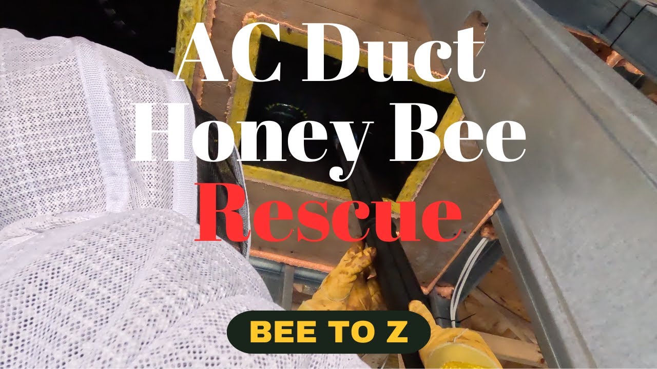 AC Duct Honey Bee Rescue