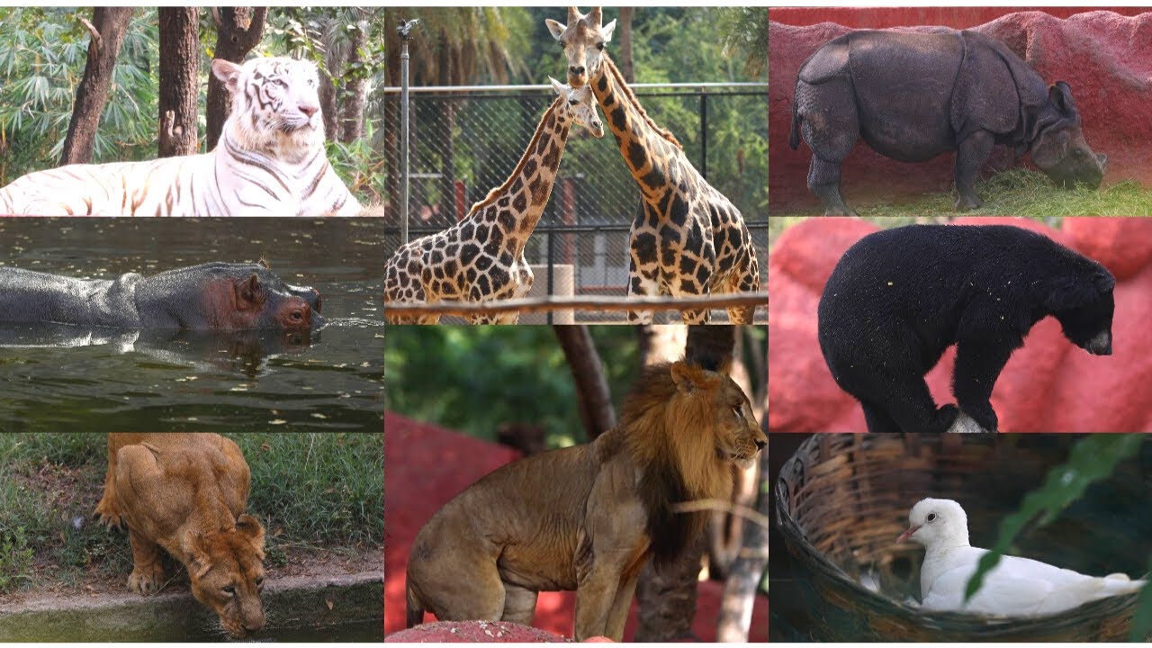 Hyderabad Zoo Park Full Video | Nehru Zoological Park Hyderabad Complete Tour