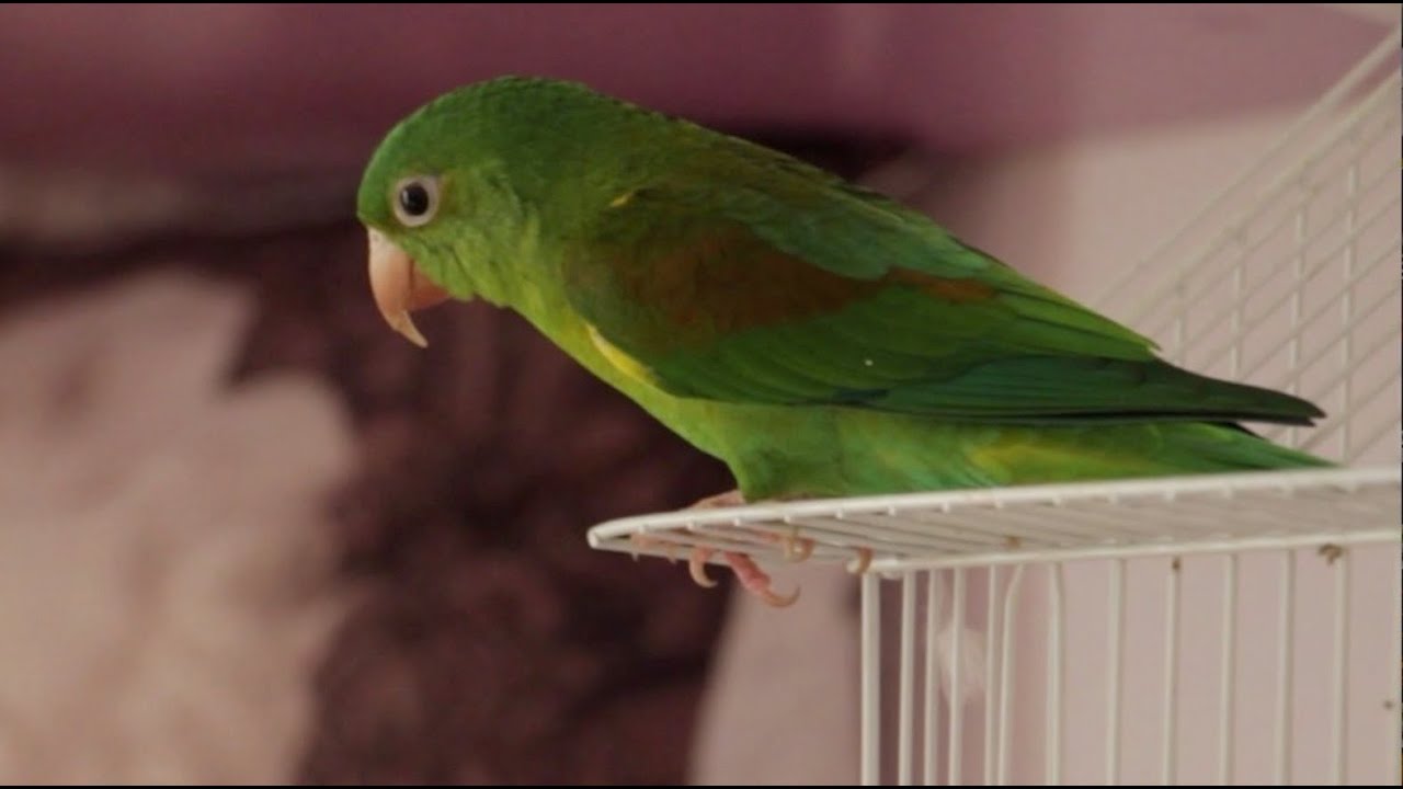 Perico Baribinaranja o Brotogeris Jugularis